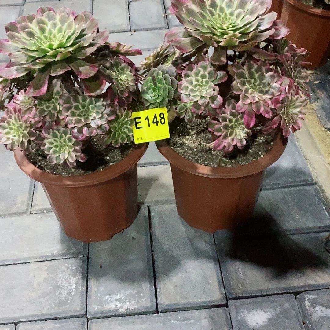 仙墨一组148冠幅22 25