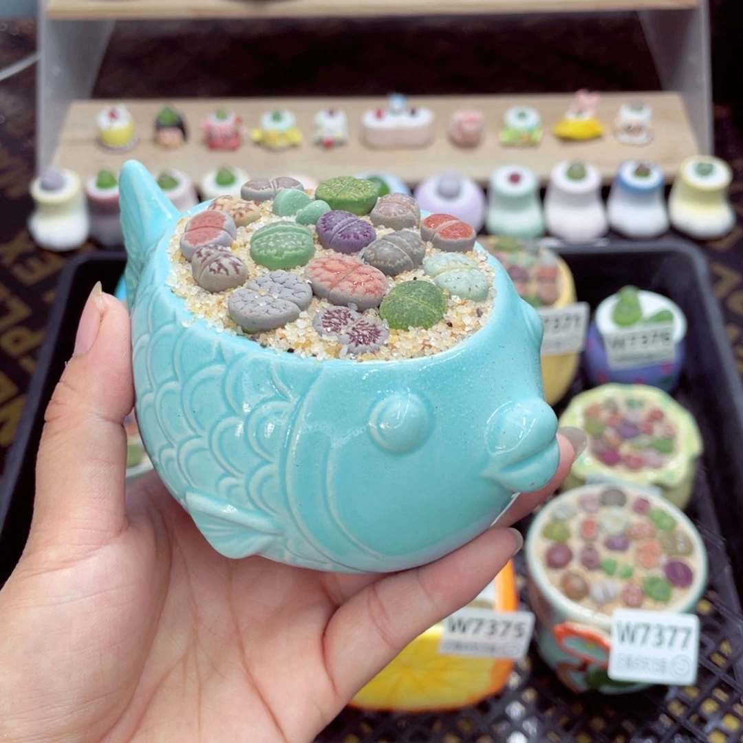 w7380 带盆土发货一物一拍