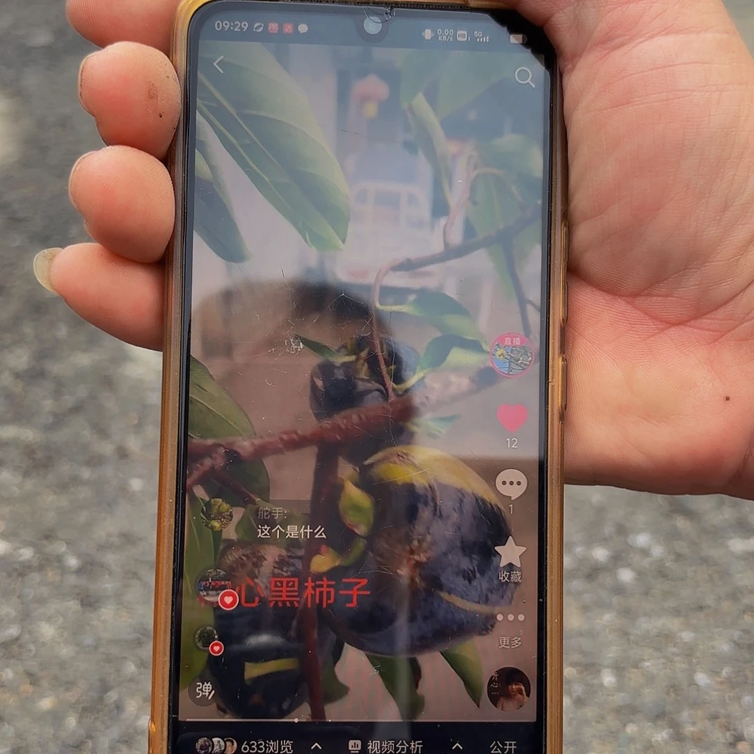 完全开放黑柿树盆景造型盆栽花卉