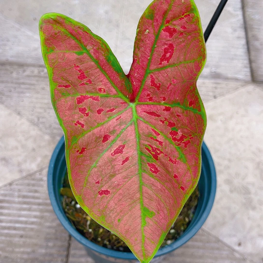 完全开放泰彩一物一拍3665