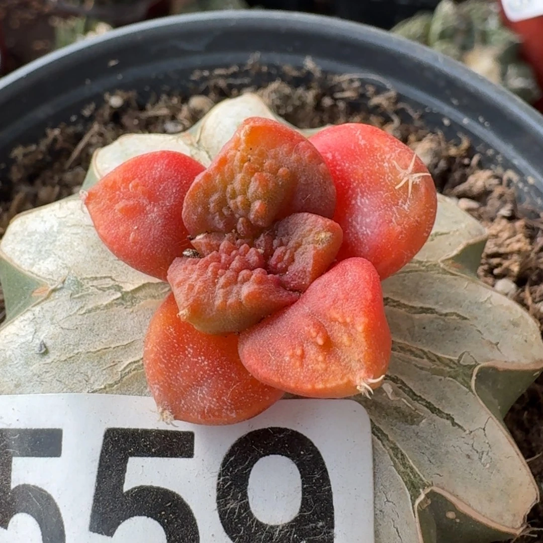 【闪购商品】大尤哥斯拉红锦559