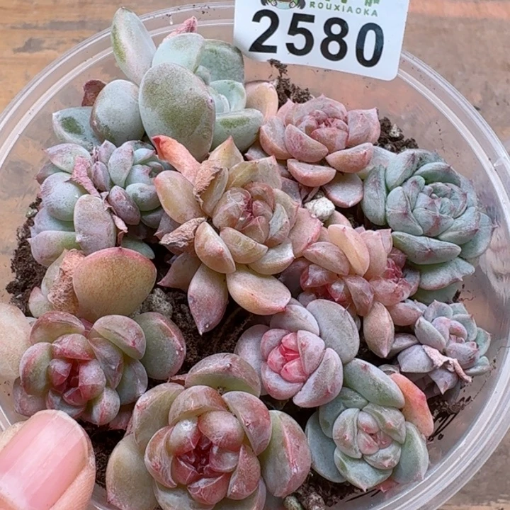 多肉植物多肉植物