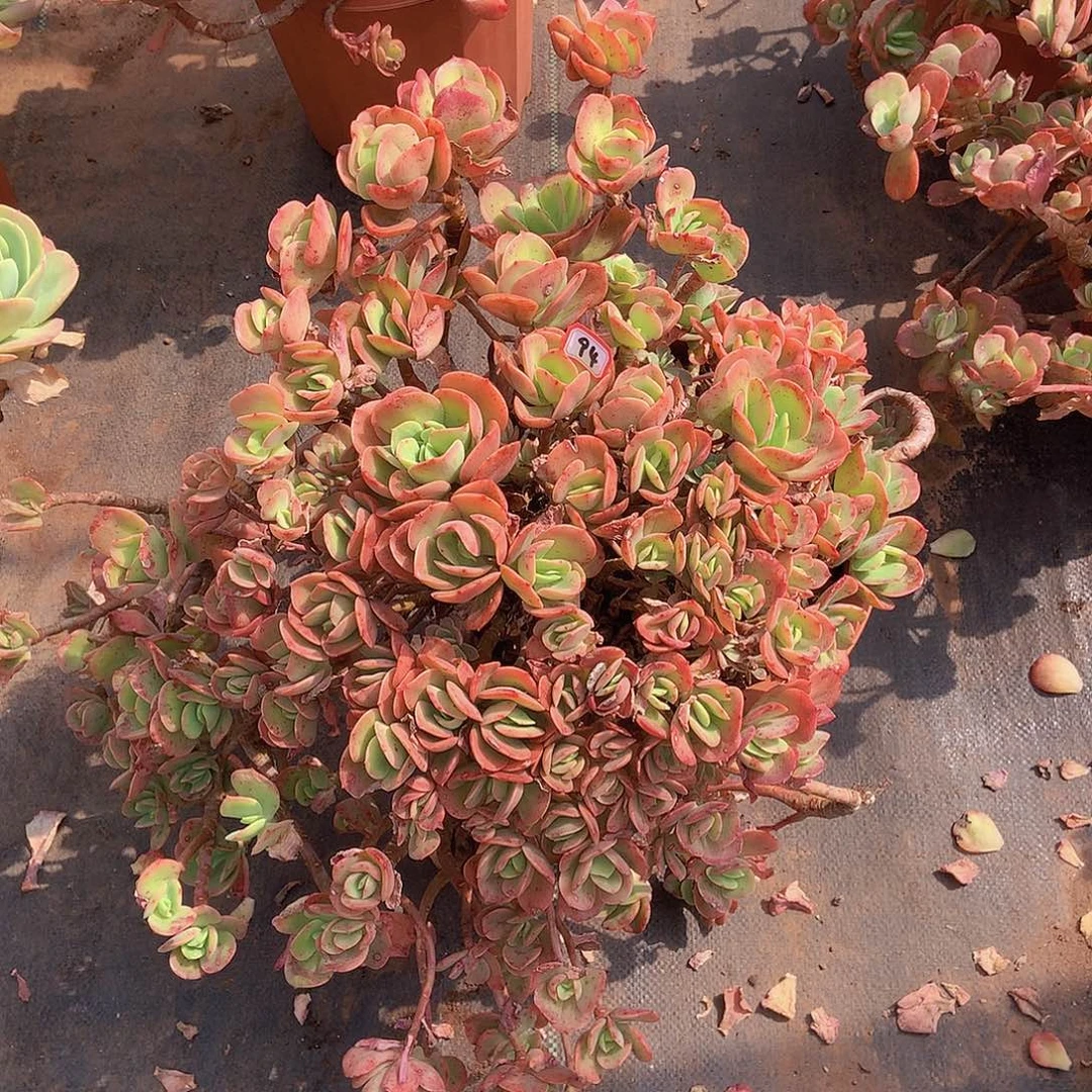 唐****啦一物一拍多肉家里94火焰玫瑰