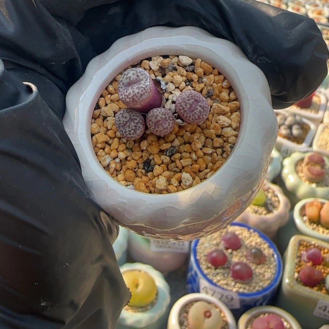 4876--一物一拍 带盆