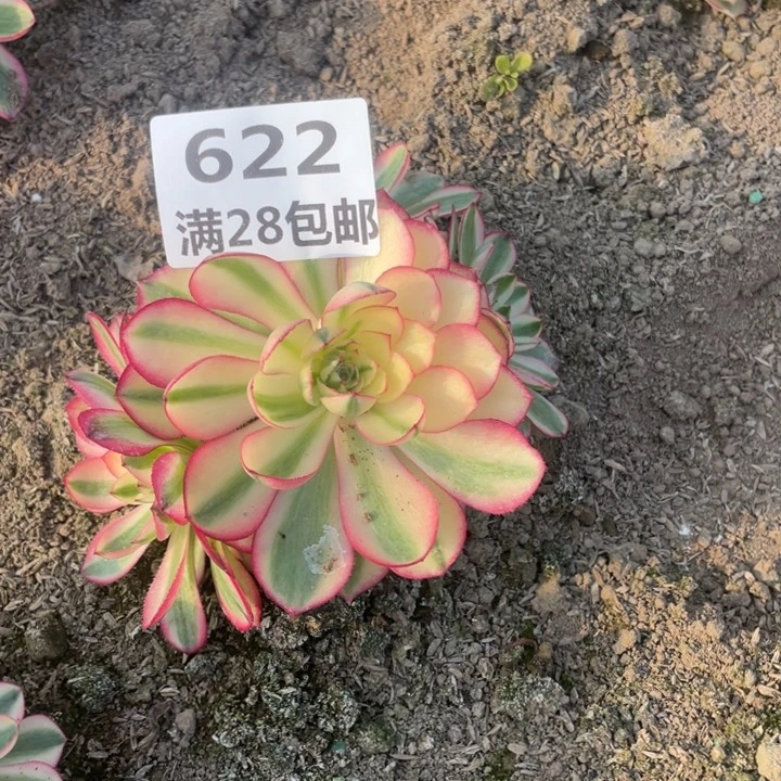 陈**决622二号棚倾城多肉