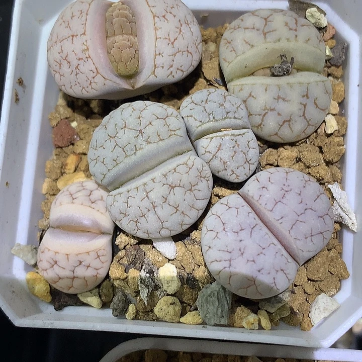 精品多肉植物精品c189福利