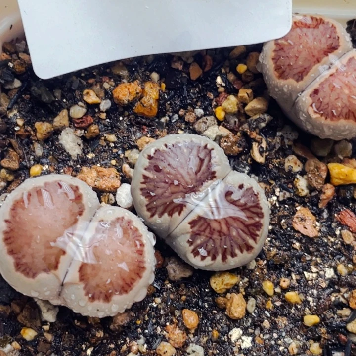 961岛田红窗菊带盆