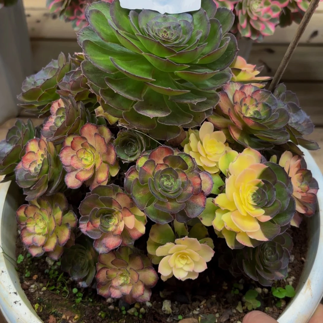 4190多肉植物海王七彩