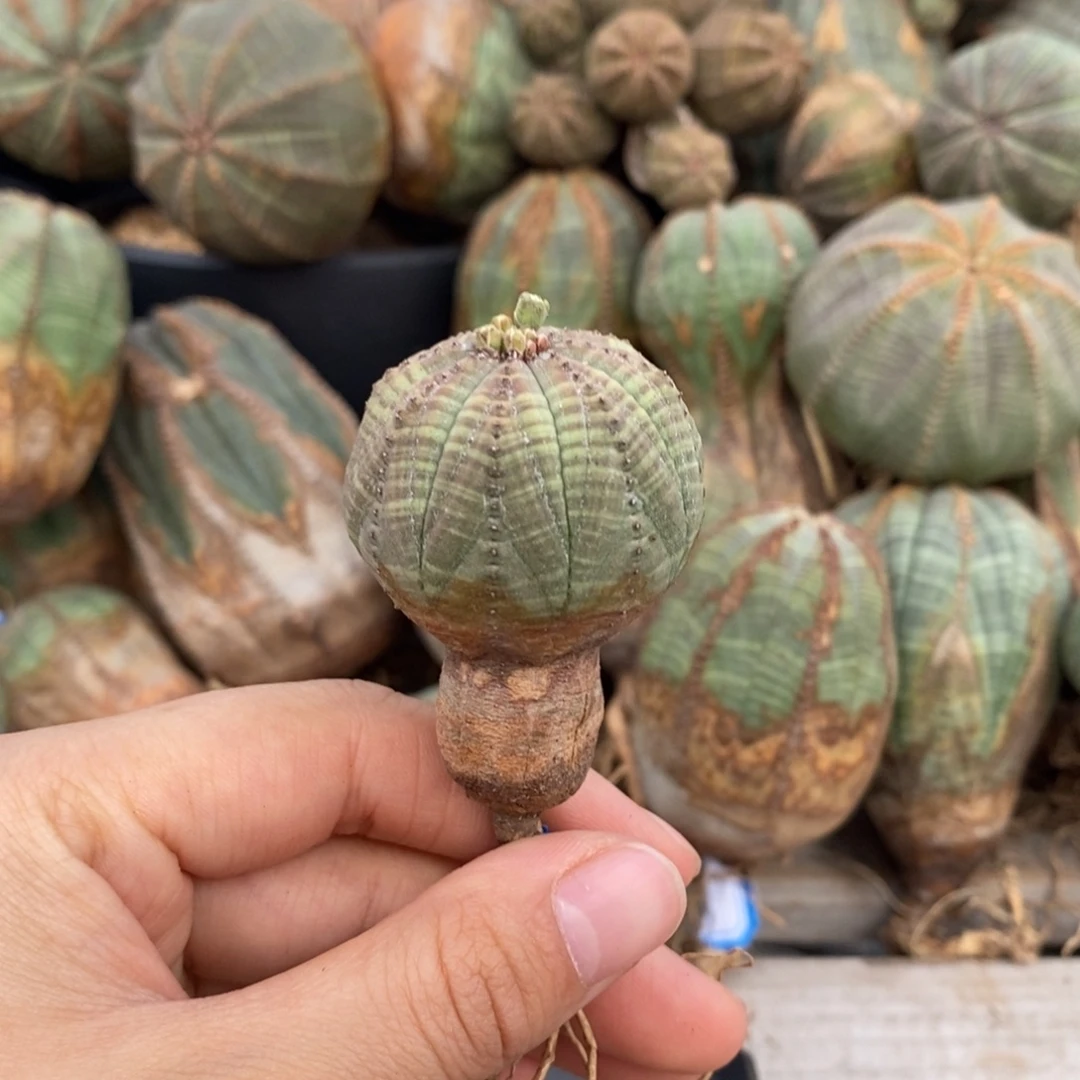 欧系实生布纹球一物一拍