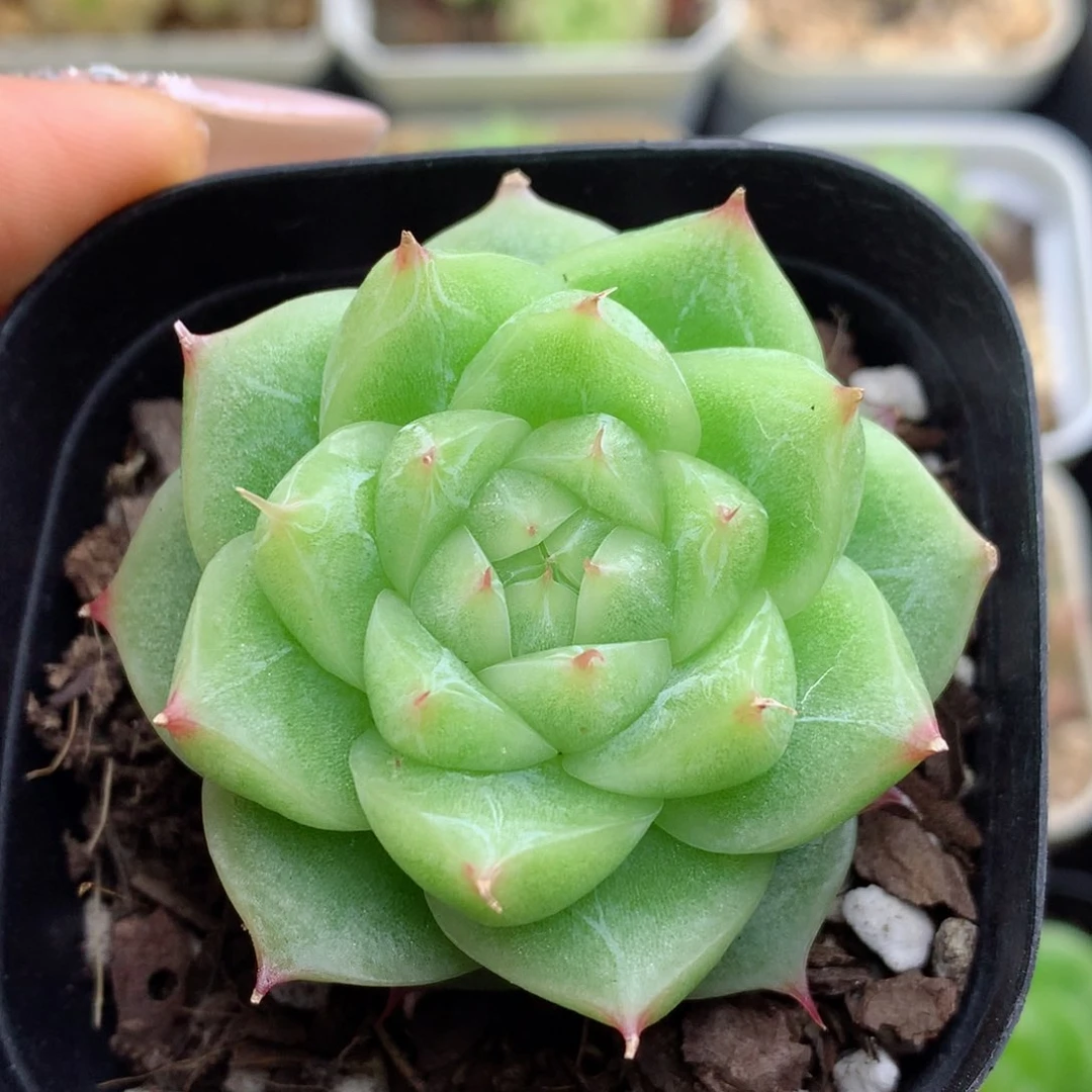 58包邮  群生不包整 21