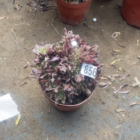 856红珊瑚法师多肉