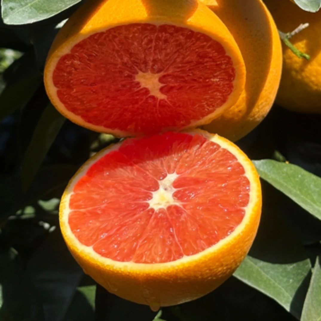 正宗赣南脐橙红肉脐橙香甜多汁新鲜水果基地直发红橙血橙子