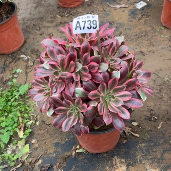 739浣纱法师不包断枝