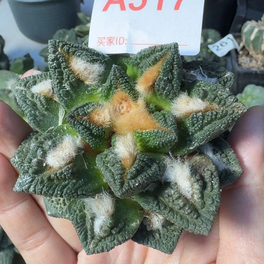 【闪购商品】海***景博士辛顿517