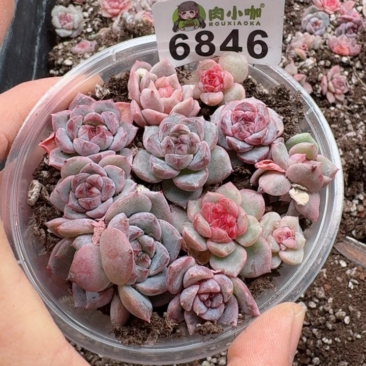 多肉植物多肉植物