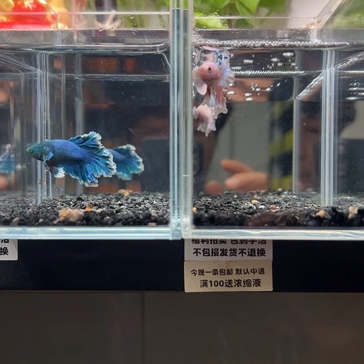 斗鱼一单包邮13日104+84