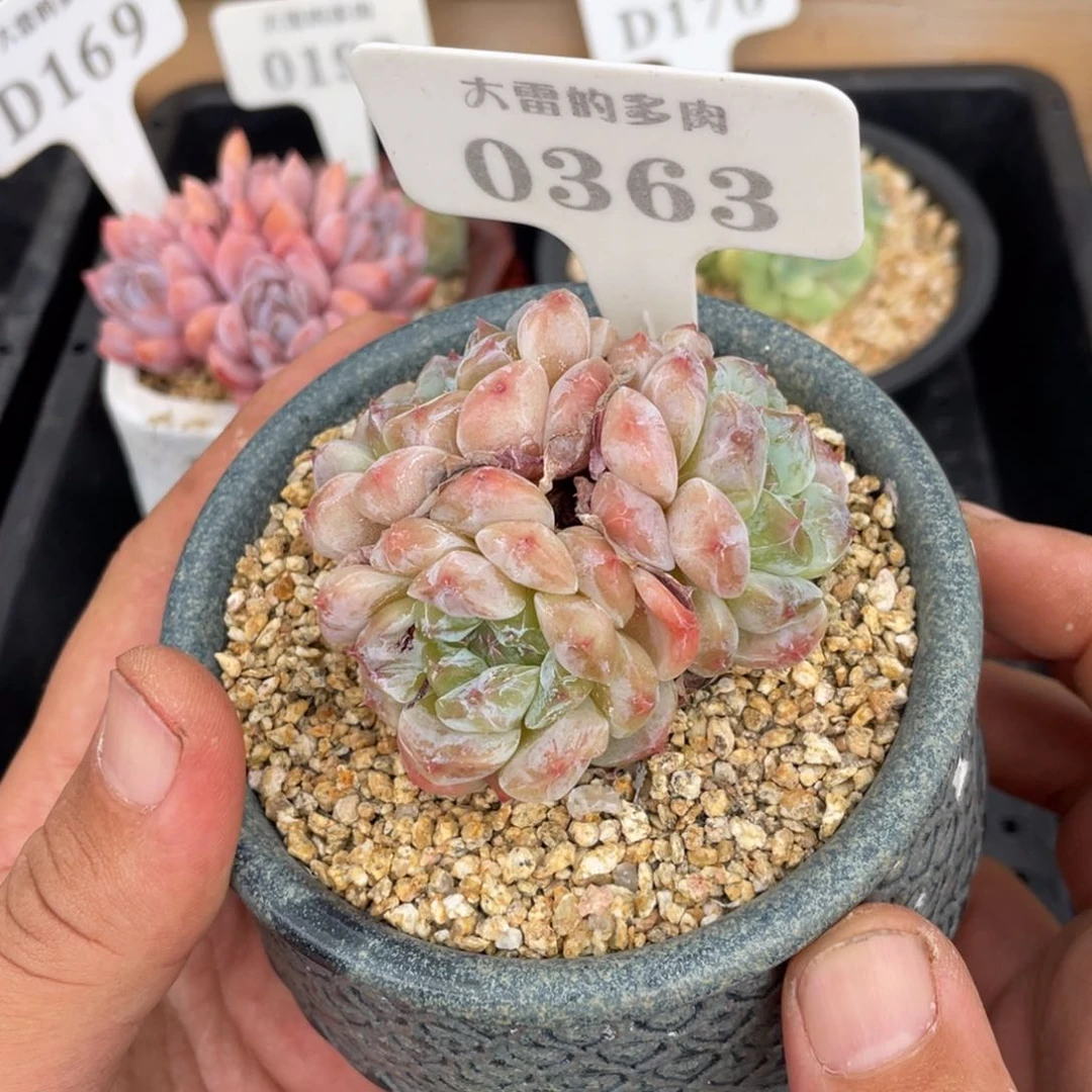 0363冰魄不带盆7厘米
