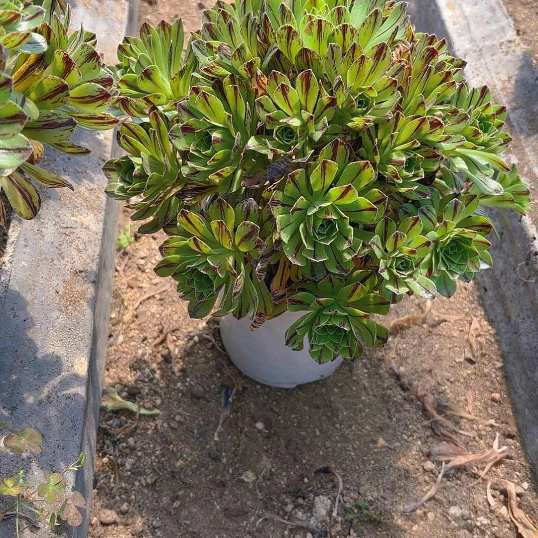 必火多肉植物手捧