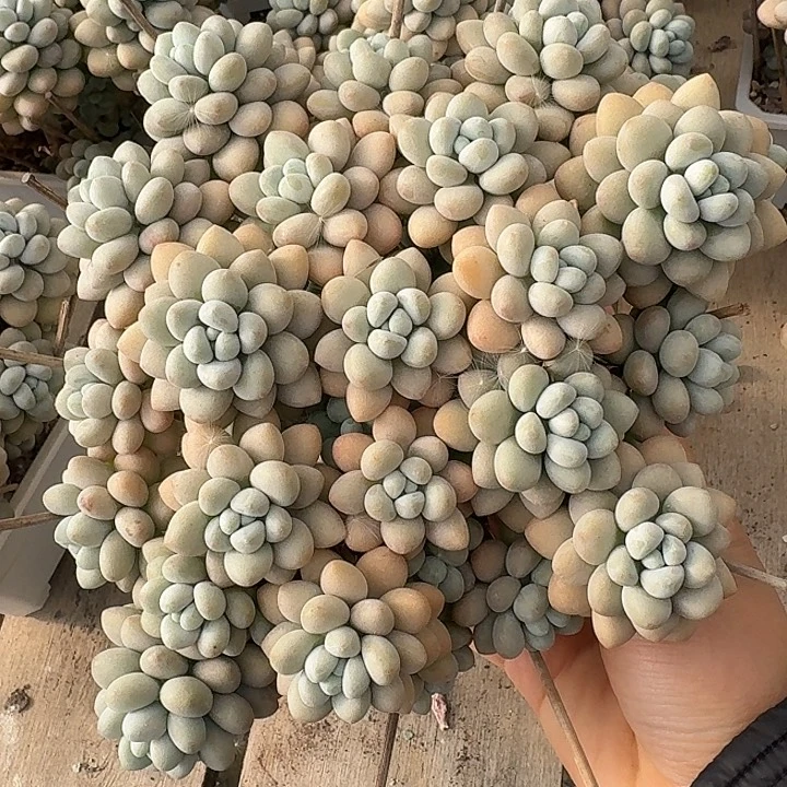 达芙妮多肉植物保护，