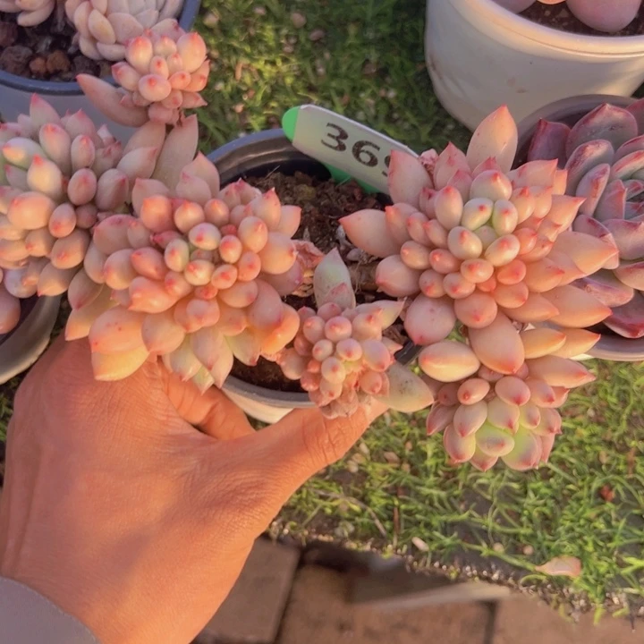 健健康康平平安安