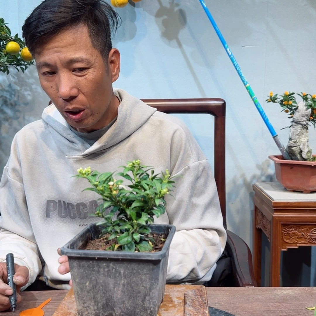 当前无花朵，栽培后可花朵沁*?
