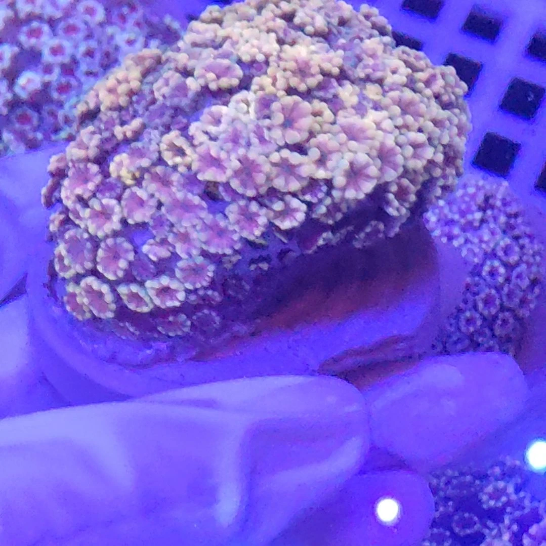 珊瑚不支持退货不到付不包邮接受下单