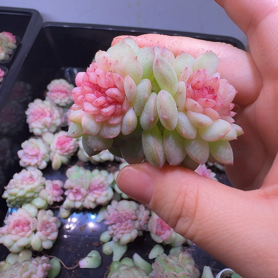 奶盖专拍紫烟缀化