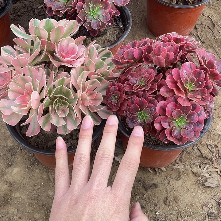 美杜莎➕粉女巫脱土裸根