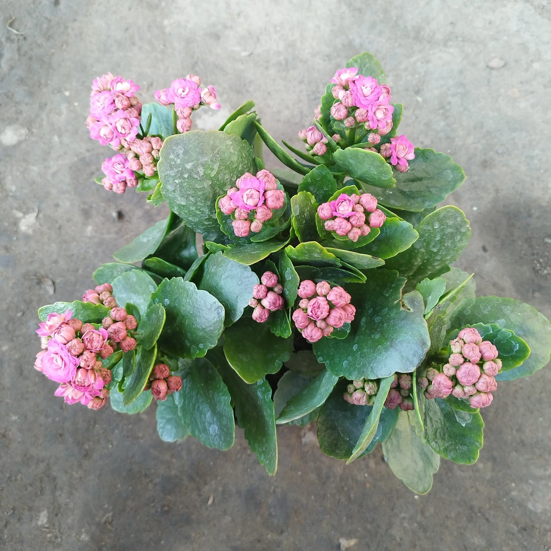 满天星一盆包邮到家