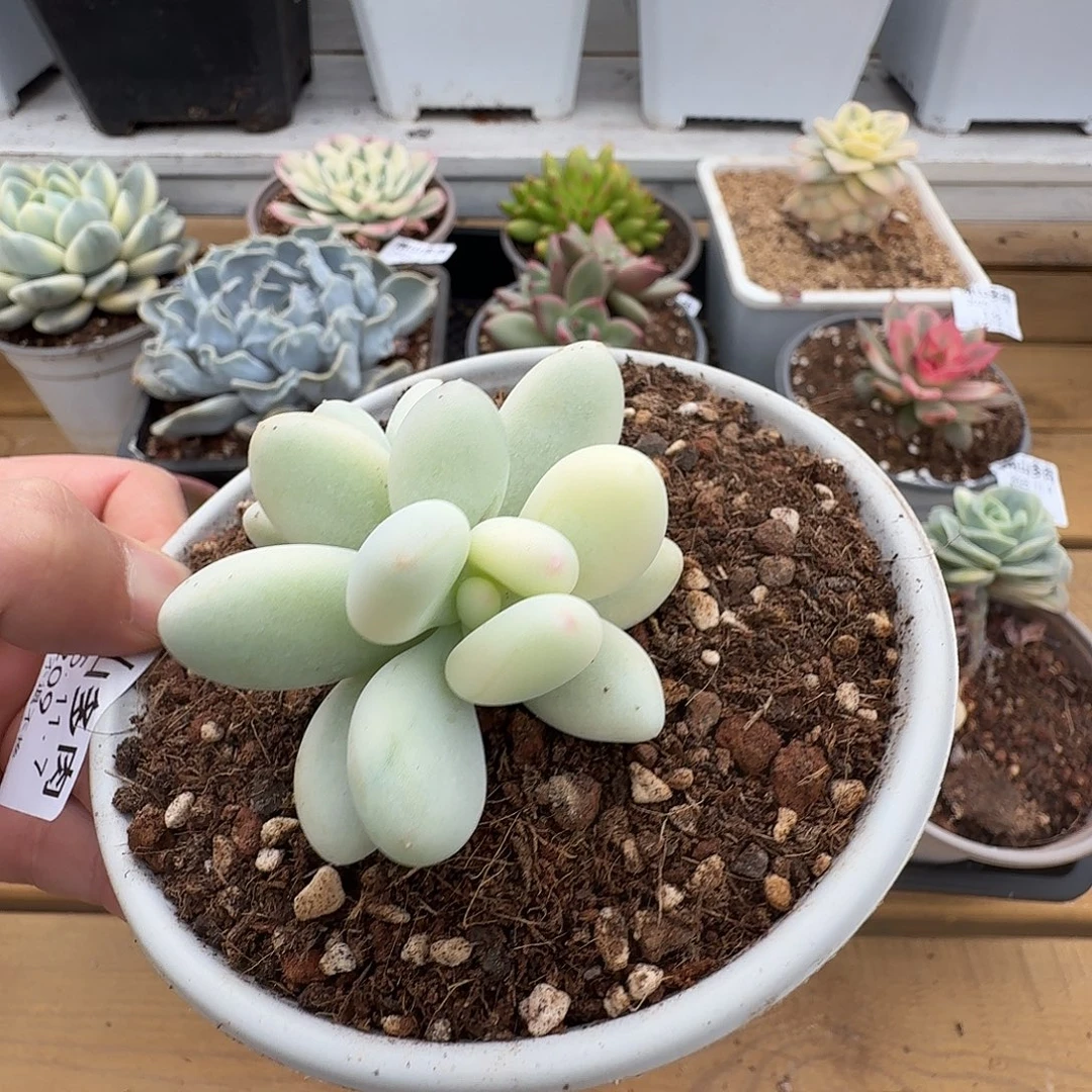 双头美人锦1111109-209