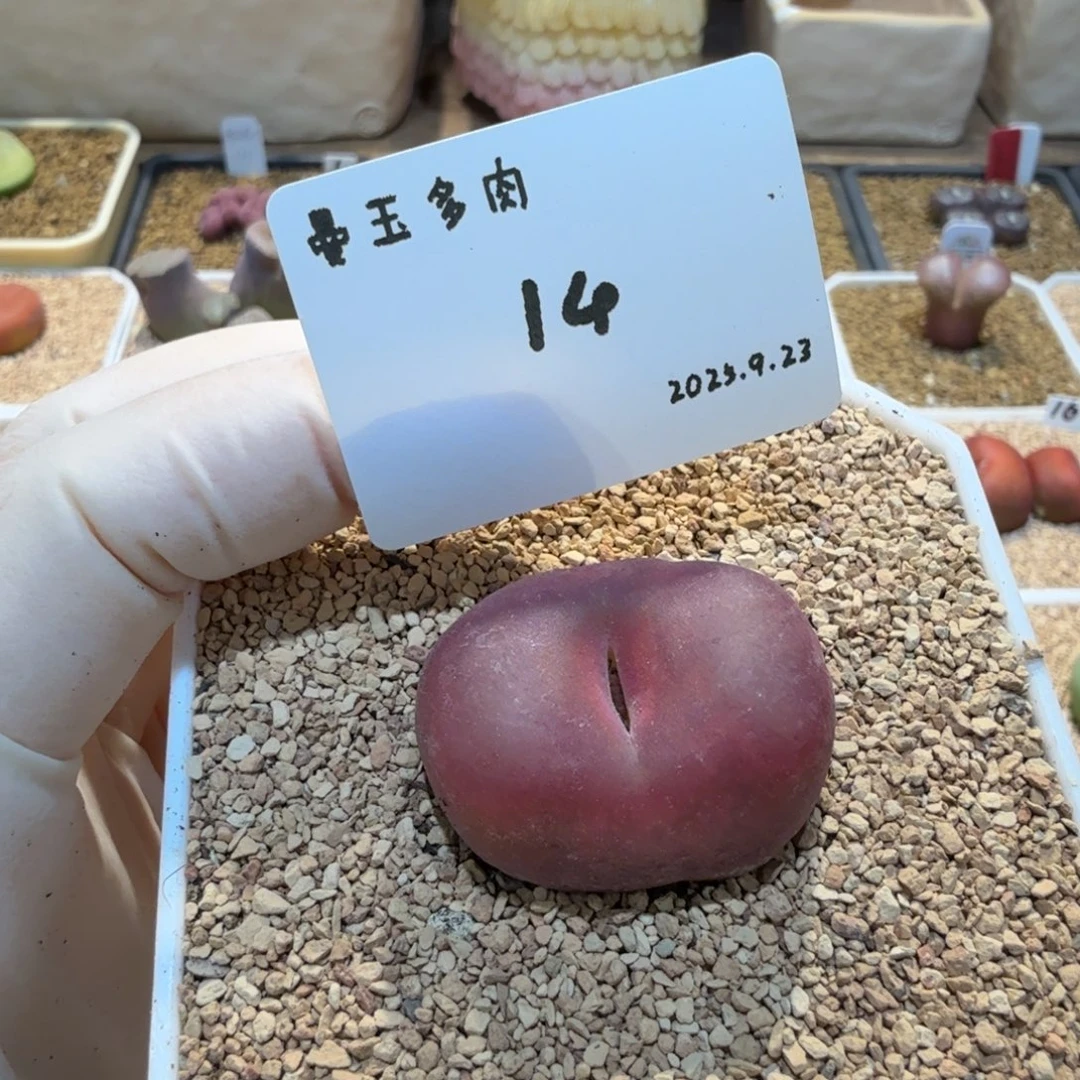 一***晴多肉多肉多肉9.23-014 Y280