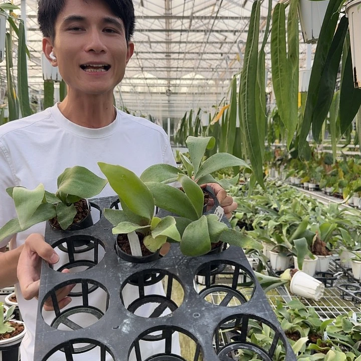 无花朵zero，banna a，侏儒银爪混播苗