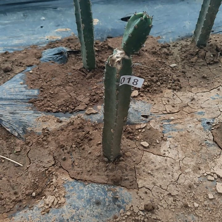 小***童砍头秀浦柱4个018
