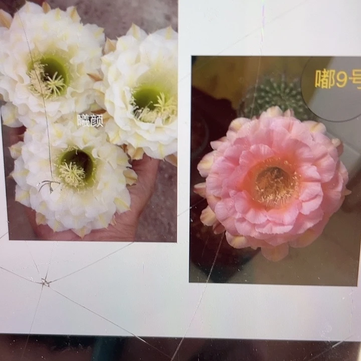 嘟9和曦颜2公分以上侧牙福利