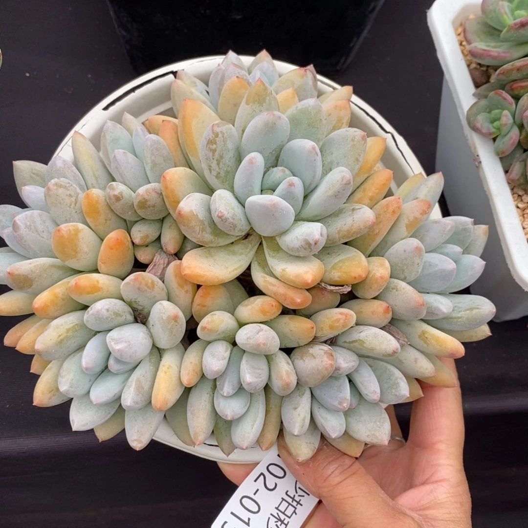 两单包邮1102-15香锁
