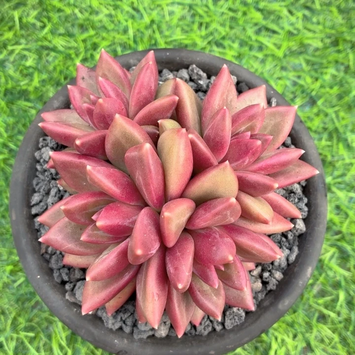 多肉植物 迷雾泡泡-4