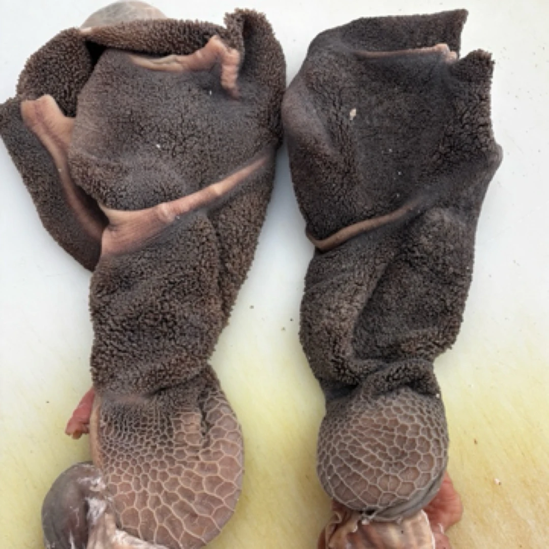 五香羊毛肚 新鲜全熟 散养糕羊肚 3斤6斤凉拌爆炒 热透即可食用