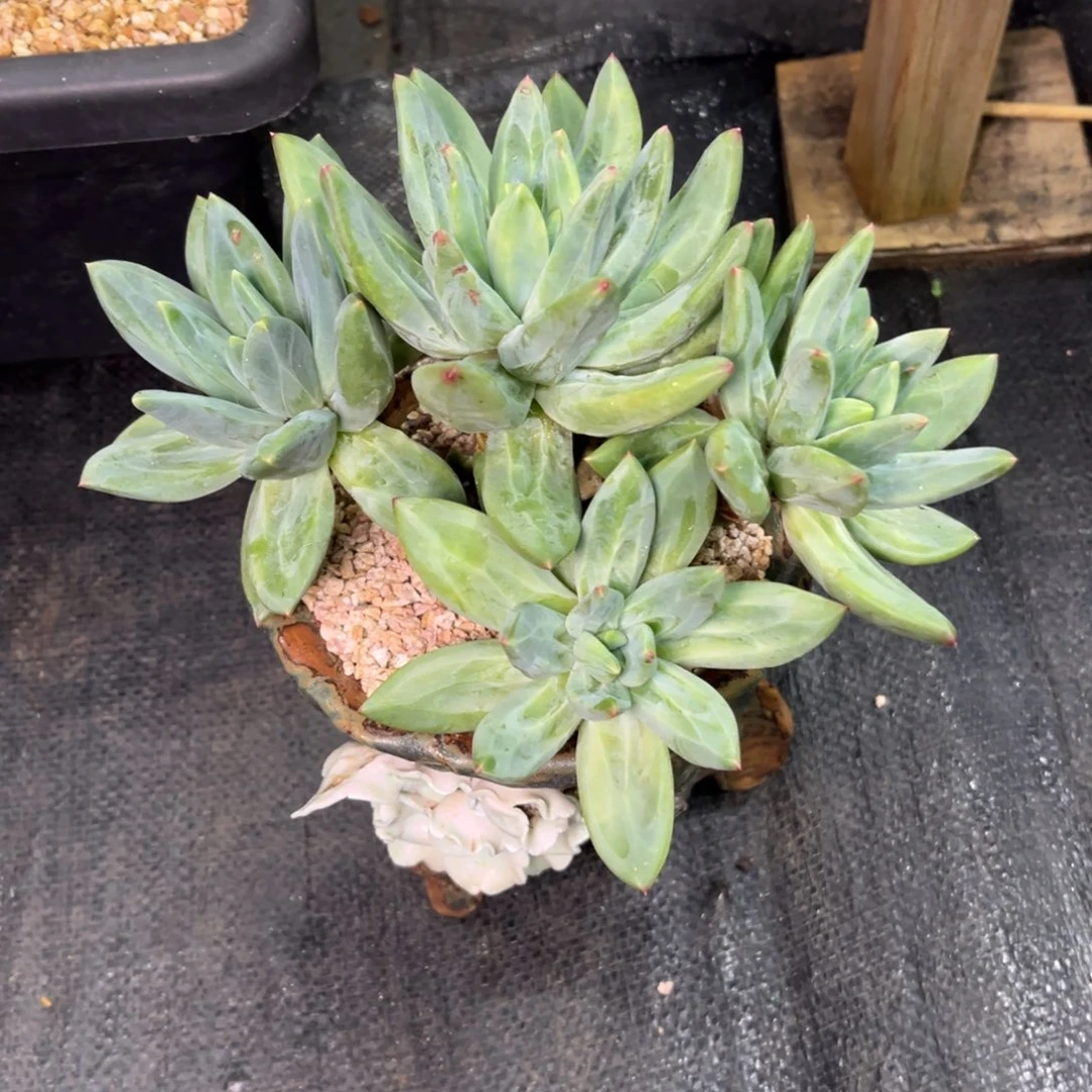 多肉植物多肉植物