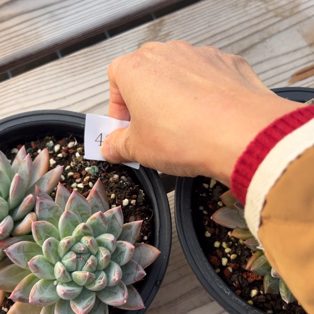 4098 4099肉多么多哦肉多么哟多么