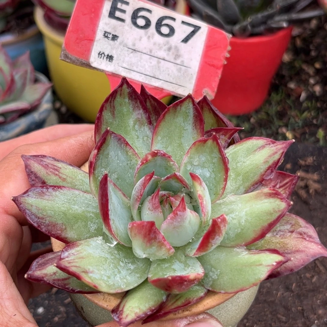 惊鸿一瞥多肉植物667