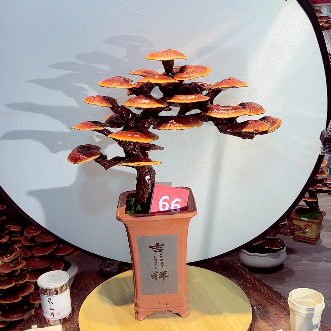 完全开放发财树发财树