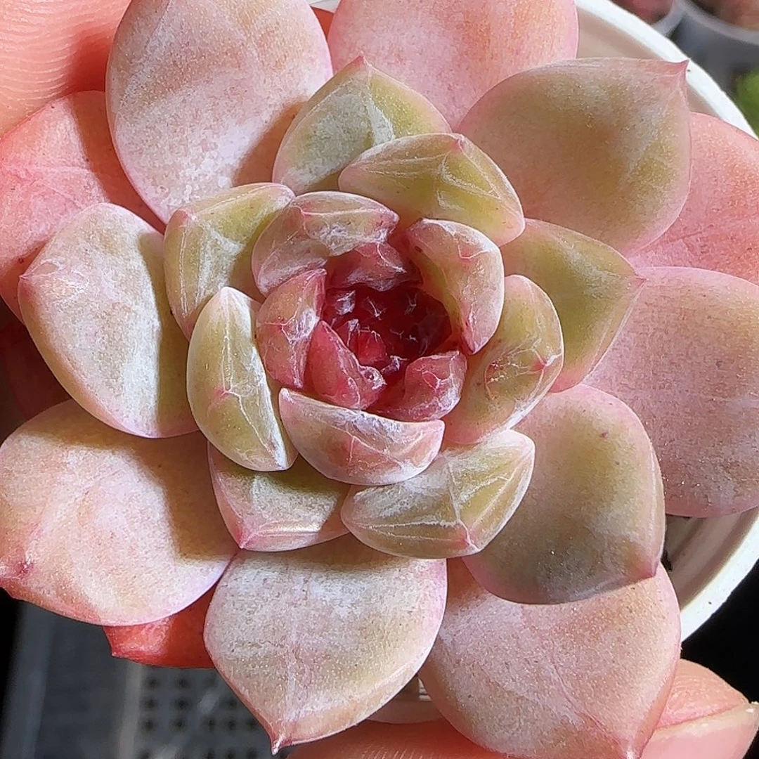 多肉1221-188糖心糖心