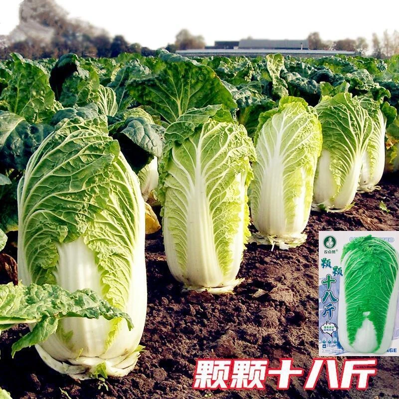 【颗颗十八斤白菜种子】中熟杂交口感甜脆耐贮存白菜种四季大白菜