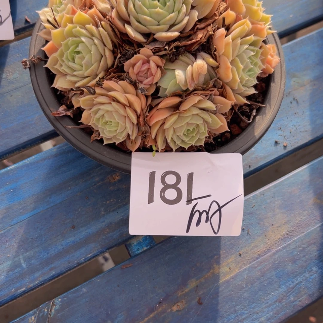 丽*181？吃不吃饱v吧不错女把n