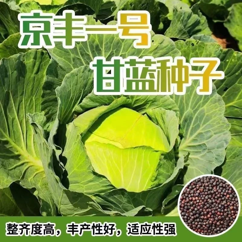 京丰一号甘蓝种子高产秋播阳台蔬菜种孑包菜种子农家菜园卷心菜籽
