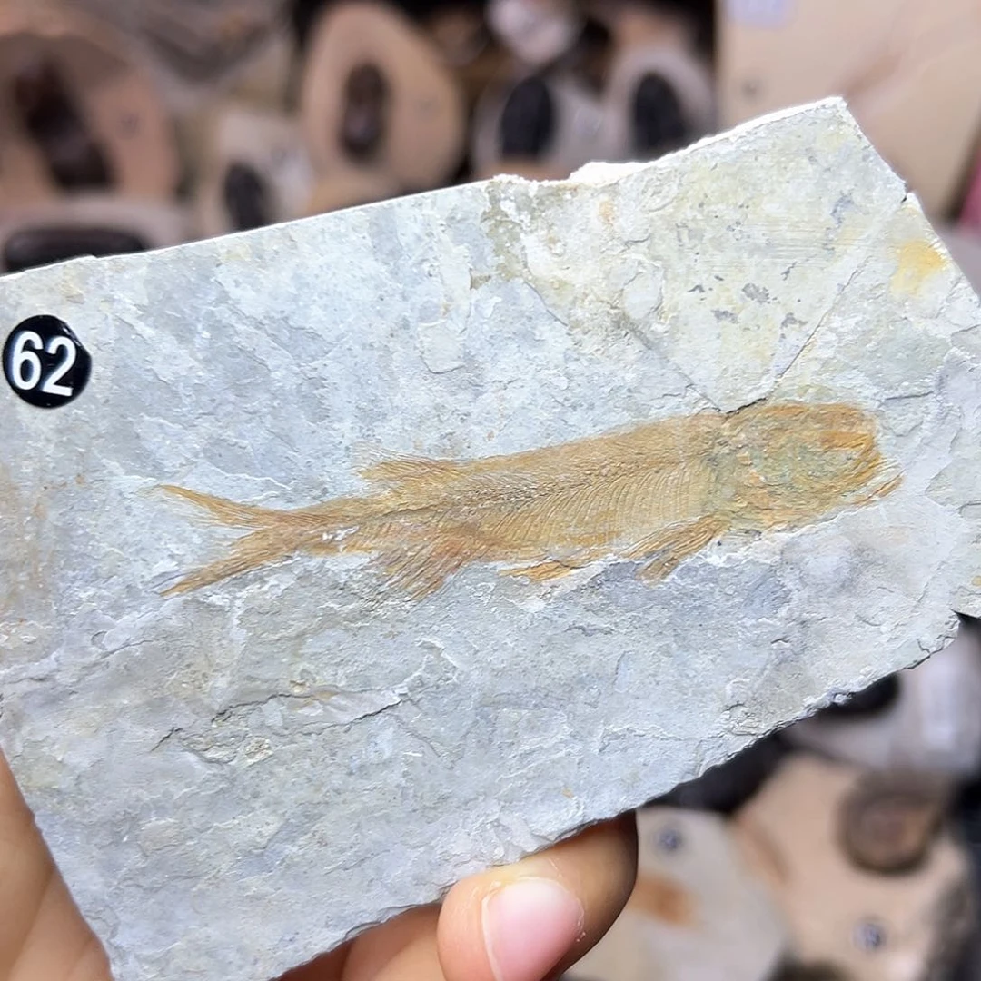 辽西凌源原板小鱼一条