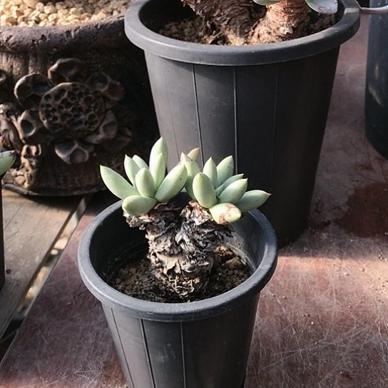 韩货阿尔比仙女棒杯