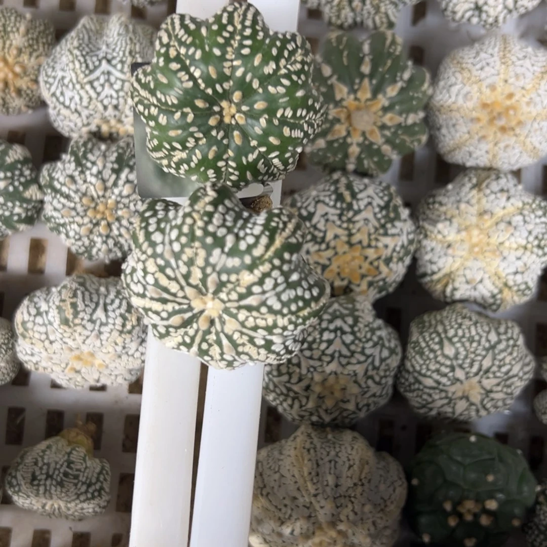 ****友C076，C077号兜仙人球