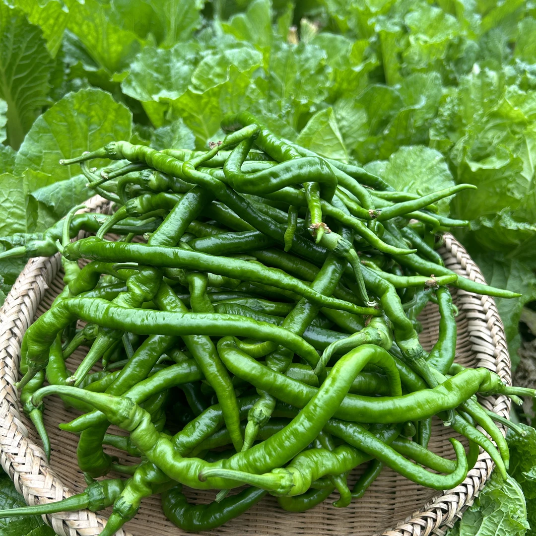 湖南高山种植辣椒香辣下饭家乡味薄皮软皮（秋冬螺丝椒数量很少）