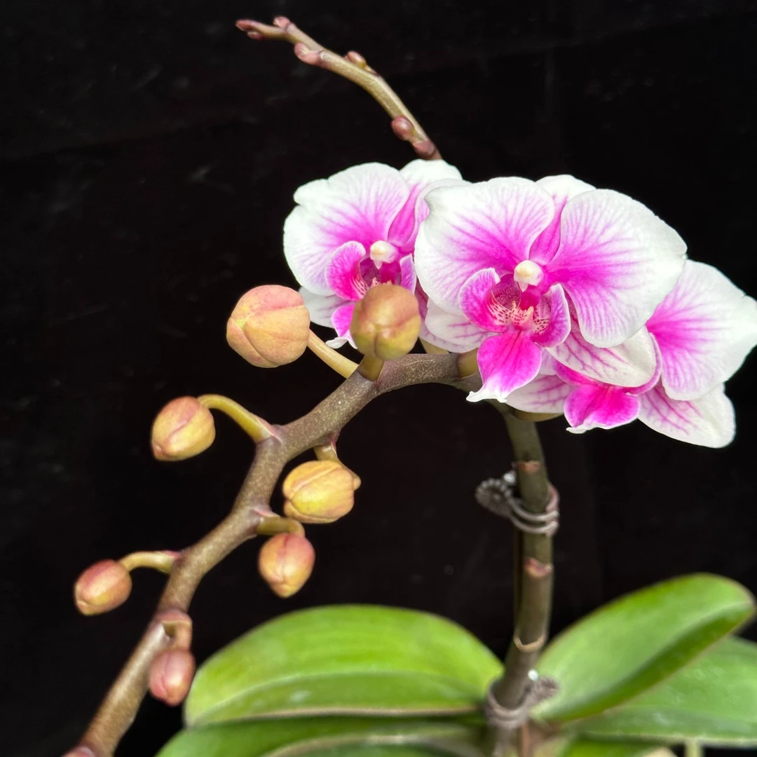 蝴蝶兰【可爱多】白边紫心晕染 基地直发